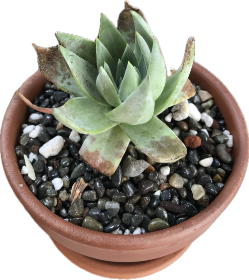 Site logo: a succulent in a pot